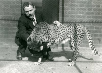 Wärter Charles Dixon mit einem verspielten Geparden im Londoner Zoo, Oktober 1922 von Frederick William Bond