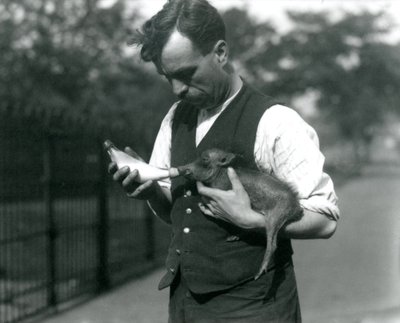 Tierpfleger Harry Warwick füttert ein Baby-Warzen schwein im Londoner Zoo, im August 1922 von Frederick William Bond