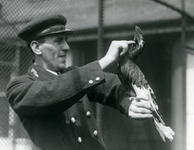 Thomas Raggett streichelt einen Großen Indischen Hornvogel im Londoner Zoo, 1924 von Frederick William Bond