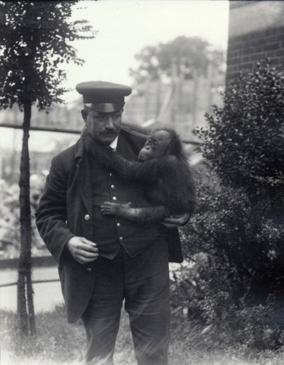 Wärter Z. Rodwell hält einen jungen Orang-Utan im Londoner Zoo, Oktober 1913 von Frederick William Bond