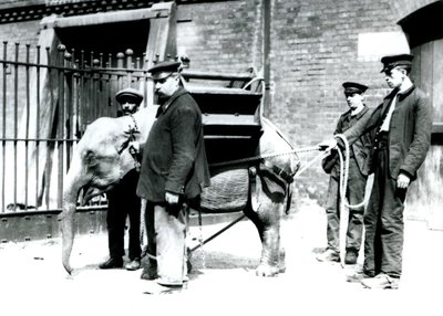 Die Wärter Jack Milbourne, H. Robertson und Thomas trainieren einen jungen asiatischen Elefanten, Londoner Zoo, Mai 1922 von Frederick William Bond