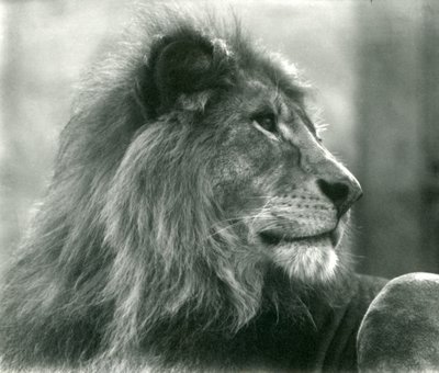Männlicher Löwe Kuja im London Zoo, Januar 1925 von Frederick William Bond