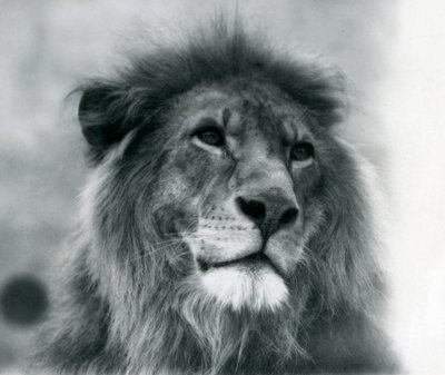 Männlicher Löwe Kuja im London Zoo, Januar 1925 von Frederick William Bond