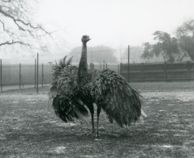 Balzruf eines Großen Nandu, London Zoo von Frederick William Bond