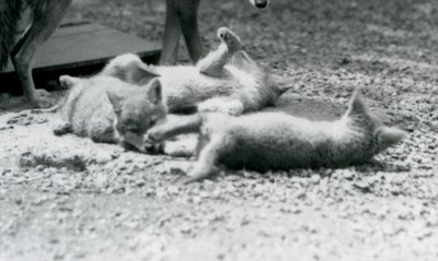 Drei Kojotenwelpen rollen auf dem Boden zu Füßen ihrer Mutter, London Zoo von Frederick William Bond
