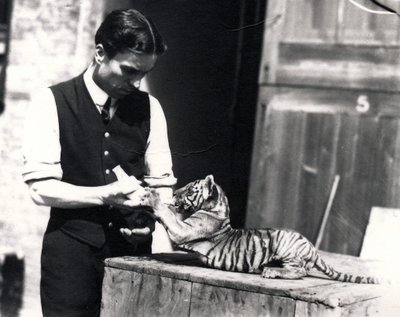 Tigerjunges wird von Wärter Harry Warwick gefüttert von Frederick William Bond