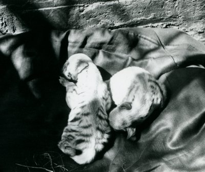 Zwei gestreifte Hyänenjunge im Londoner Zoo, ca. 1914 von Frederick William Bond