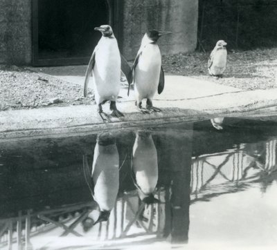 Zwei erwachsene Königspinguine stehen an ihrem Pool mit ihren Spiegelbildern im Wasser, London Zoo von Frederick William Bond