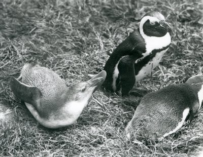 Zwei junge und ein erwachsener Schwarzfußpinguin auf Gras im Londoner Zoo, April 1925 von Frederick William Bond