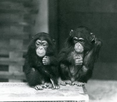 Zwei junge Schimpansen, die auf einer Holzkiste sitzen, Londoner Zoo von Frederick William Bond