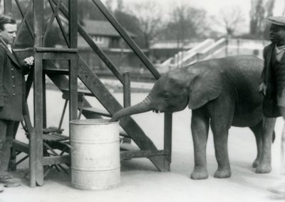 Junge weibliche afrikanische Zwerg-Elefantin Oojah untersucht ein Fass mit ihrem Rüssel, während ihr Pfleger und Trainer zuschauen, Londoner Zoo, Juli 1925 von Frederick William Bond