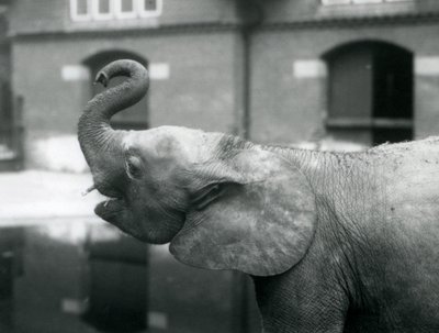 Junge afrikanische Zwergelefantin Oojah hebt ihren Rüssel im Londoner Zoo, August 1925 von Frederick William Bond