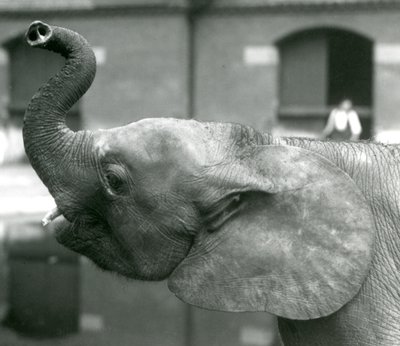 Junge afrikanische Zwerg-Elefantin Oojah hebt ihren Rüssel im Londoner Zoo, August 1925 von Frederick William Bond