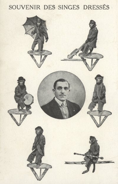 Affen in Kostümen von French Photographer