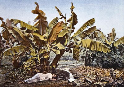 Eine Bananen- und Maniokplantage in Neukaledonien, spätes 19. Jahrhundert von French School