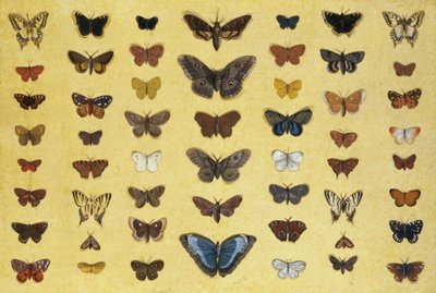 Eine Collage von Schmetterlingen und Motten, darunter der Trauermantel, der britische Schwalbenschwanz, der seltene Schwalbenschwanz, der Pfauenauge und der kleine Fuchs, ca. 1830 von French School