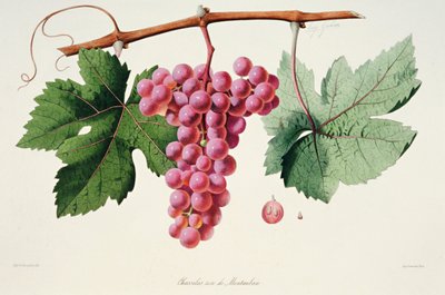 Ampelographie, Traube Chasselas Rose de Montauban Auvergne von French School