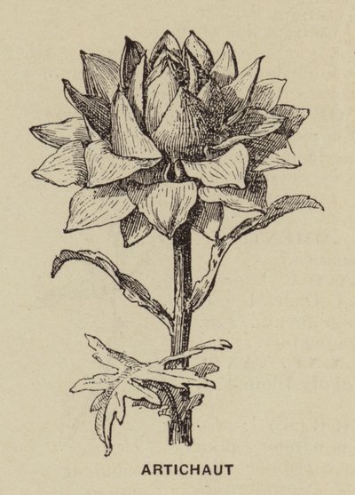 Artischocke von French School