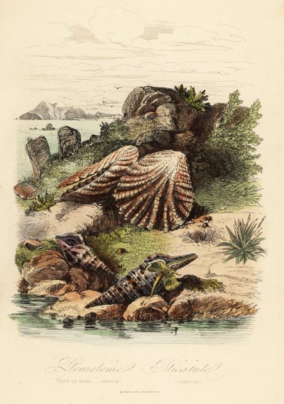 Babylonische Turm, Turris babylonia, Meeresschnecke, Raphitoma echinata und Katzenpfotenmuschel, Plicatula gibbosa von French School