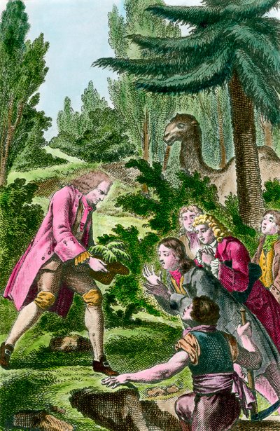 Bernard de Jussieu pflanzt eine Zeder aus dem Libanon im Jardin des Plantes in Paris (18. Jahrhundert) von French School