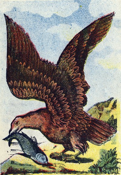 Raubvogel. Gravur in "Alphabet des oiseaux". Bild von Pont-a-Mousson, Marcel und/oder Louis Vagne, Drucker-Verleger, Ende des 19. Jahrhunderts. von French School