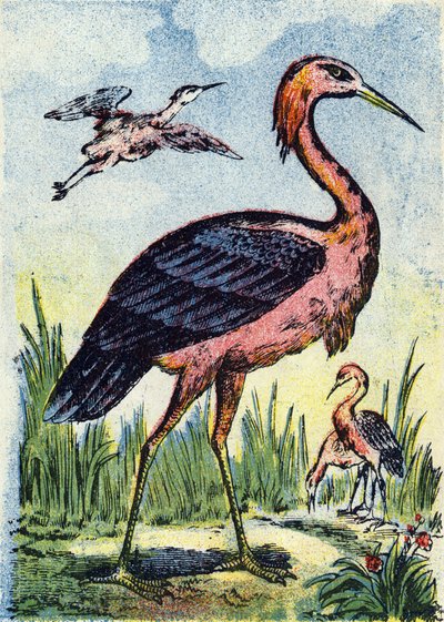 Blauer Reiher: Raubvogel, der sich von Würmern und Reptilien ernährt. Lebt in den Vereinigten Staaten und der Karibik. Gravur in "Alphabet des oiseaux". Bild von Pont-a-Mousson, Marcel und/oder Louis Vagne, Drucker-Verleger, Ende des 19. Jahrhunderts. von French School