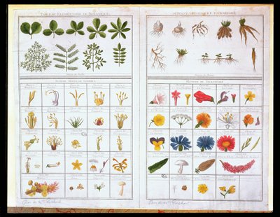 Botanische Tafel nach Carl von Linné und Joseph Pitton de Tournefort, spätes 18. Jahrhundert von French School