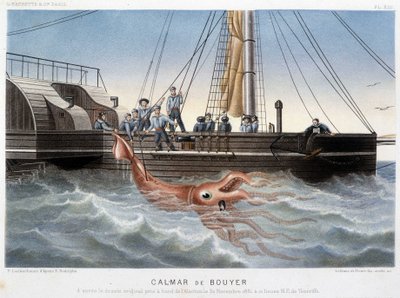 Bouyer-Tintenfisch - in „Le monde de la mer“ von Alfred Fredol, Hachette, Paris von French School