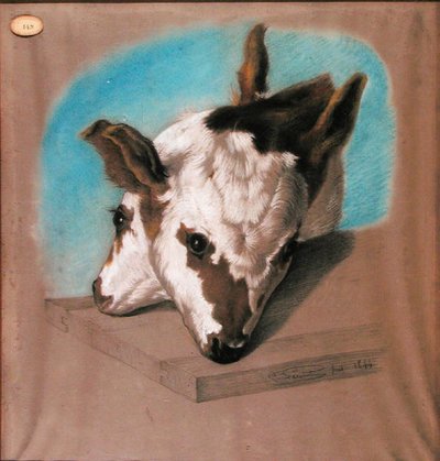 Kalb mit zwei Köpfen von French School