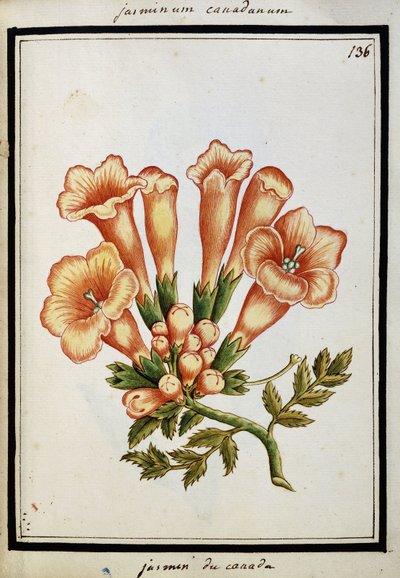Kanadischer Jasmin, ca. 1700 von French School