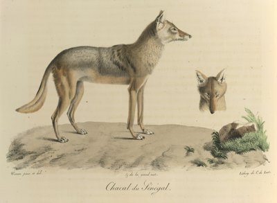 Chacal du Sénégal. Ein Schakal aus dem Senegal, aus Histoire Naturelle des Mammifères (Farblithographie) von French School