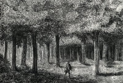 Chinarindenbaumwald zur Gewinnung von Chinarinde zur Malariabehandlung, Peru, 1888 von French School
