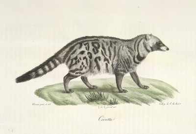 Zibetkatze, aus Histoire Naturelle des Mammifères von French School