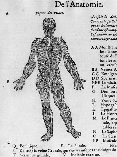 Zerschneiden des menschlichen Körpers: das Blutsystem, Venen. - in „Traité Médical“ von Ambroise Paré, ca. 1560. von French School