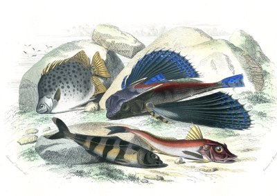 Dactyloptere pirapede (Dactylopterus pirapeda) fliegender Fisch, Chetodon argus (Scatophagus argus), Centronote Pilot (Echeneis naucrate), Trigle Lyre (Genicanthus Melanospilos) - Tafel aus der Naturgeschichte von Bernard Germain de Lacepede (1856-1925) von French School