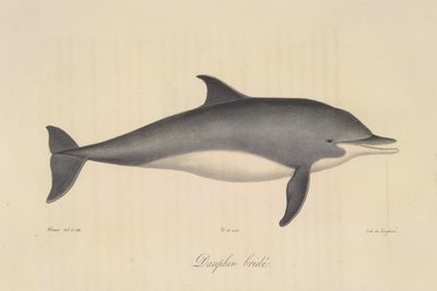 Dauphin bridé, aus Histoire Naturelle des Mammifères (Farblithographie) von French School