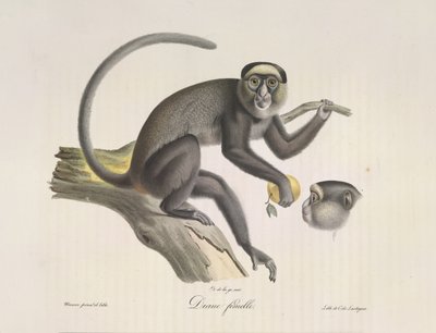 Diane femelle, Ein weiblicher Affe, aus Histoire Naturelle des Mammifères (Farblithographie) von French School