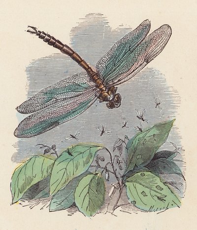 Libelle von French School