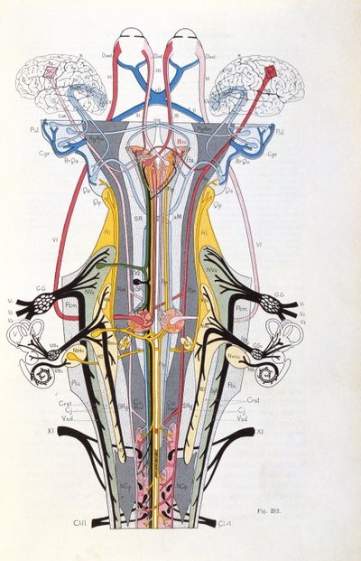 Abb. 212 aus Semiologie des Affections du Systeme Nerveux von J. Dejerine, 1914 von French School