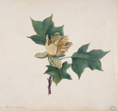 Blume eines Tulpenbaums von French School