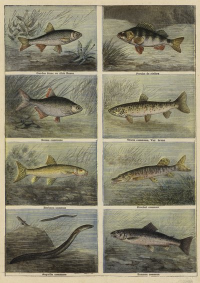 Französische Süßwasserfische von French School