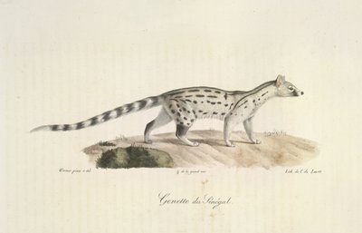 Genette du Sénégal, aus Histoire Naturelle des Mammifères (Farblithographie) von French School
