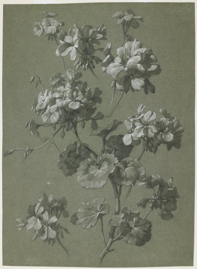 Geranie (Pelargonium sp.), ca. 1800 von French School