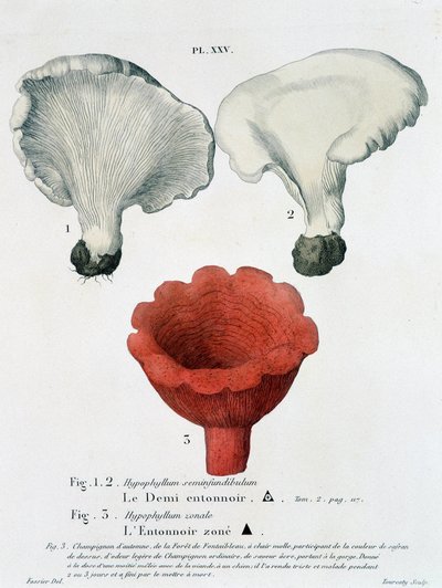 Halbtrichter und zonierter Trichter in Jean Jacques Paulet „Traité des champignons“, Ende des 18. Jahrhunderts von French School