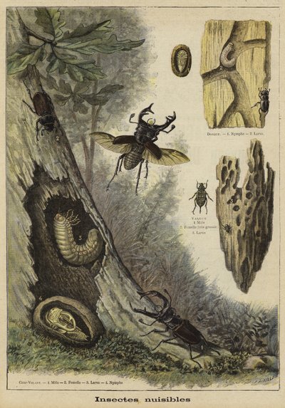Schädliche Insekten von French School