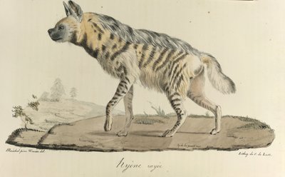 Hyäne, eine gestreifte Hyäne, aus Histoire Naturelle des Mammifères von French School