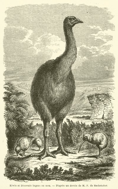 Kiwis und Dinornis ingens oder Moa (Gravur) von French School