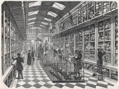 Die Pariser Medizinische Fakultät - die Galerie der vergleichenden Anatomie - Gravur in „Tableau-de-Paris“ von Edmond Texier 1852. von French School