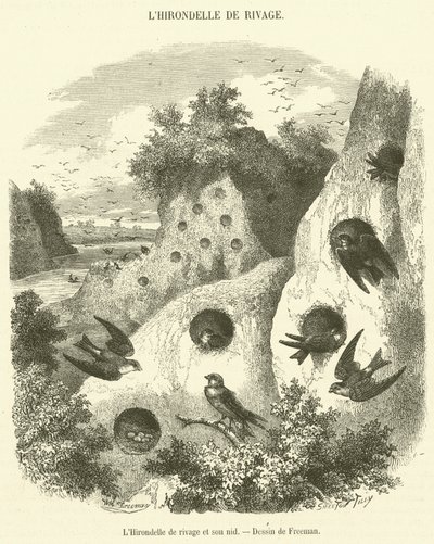 Uferschwalbe und ihr Nest von French School