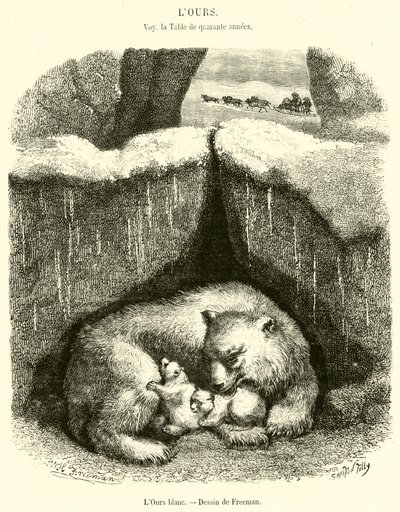Der weiße Bär (Stich) von French School